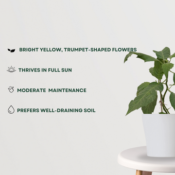 Golden trumpet flowering puja plant